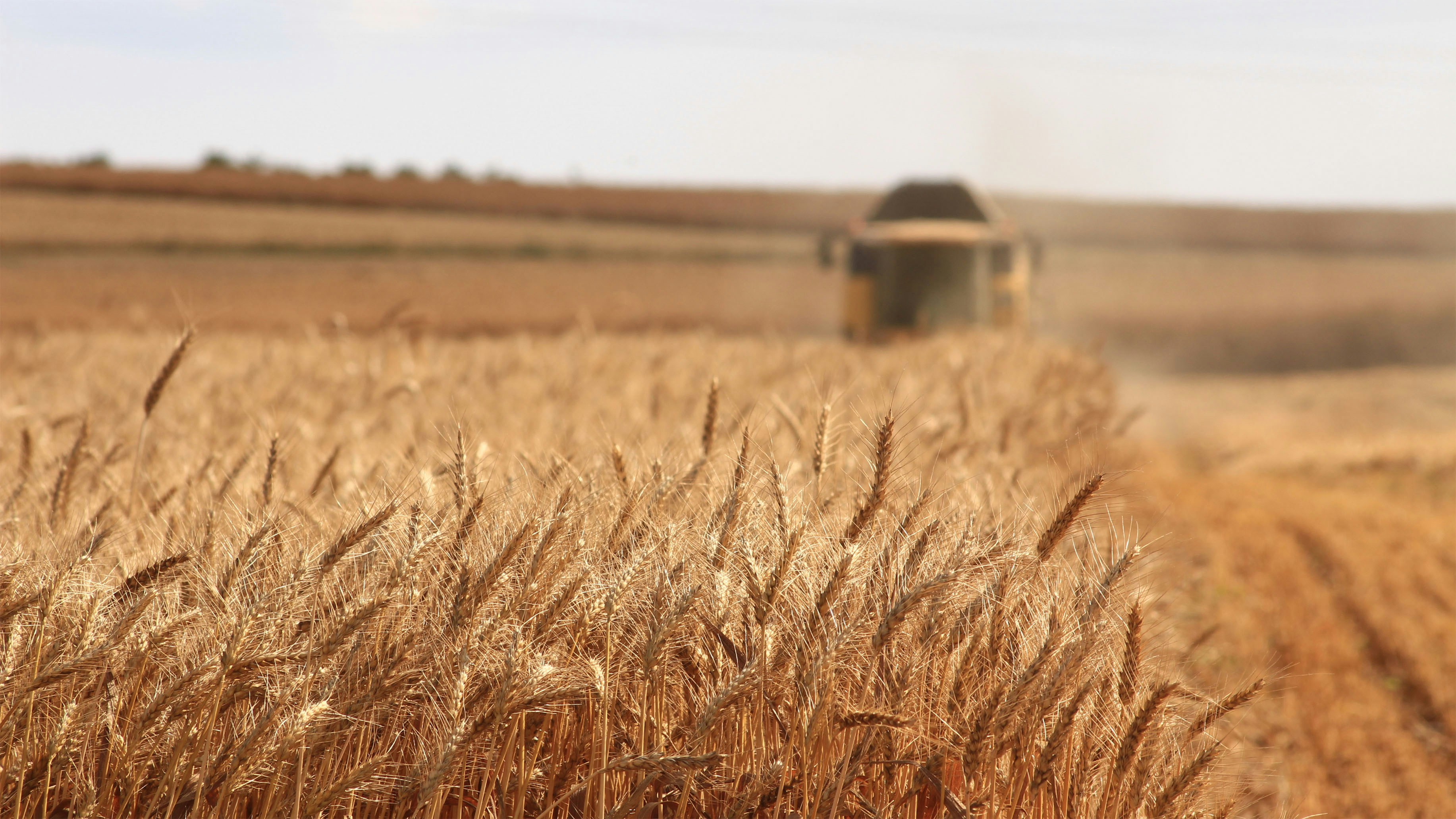 Grains and oilseeds