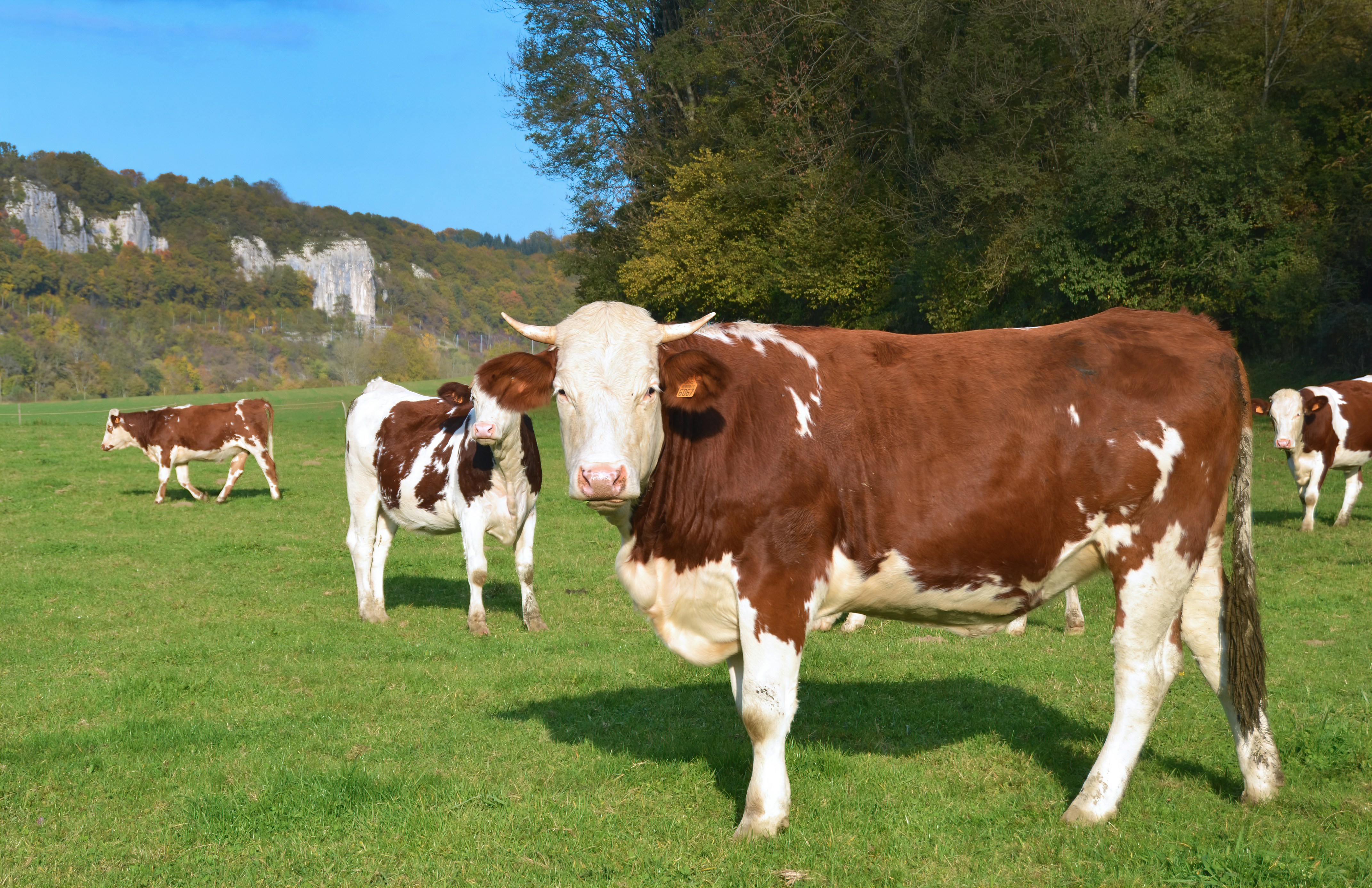 Argentine and Uruguayan beef exports